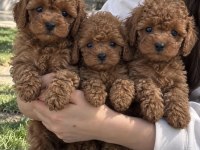 Poodle’da Kaliteyi İlk Bakışta Fark Edin