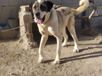 Alabai kırması köpeğimiz