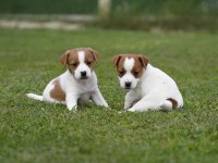 FCI(KIF) Şecereli Safkan Kısa Tüylü Jack Rusell Terrier