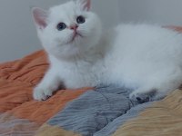 Safkan british shorthair açıklamayı okuyun lütfen