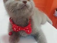 2 Aylık British Shorthair Lilac Yavru