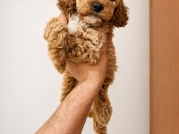 Poodle Yavrularımız