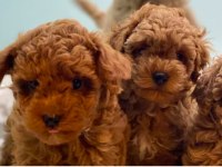 SAFKAN KORE TOY POODLE BEBEKLER