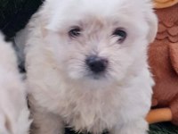 Maltese terrier sağlıklı