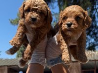 Maltipoo yavrularımız
