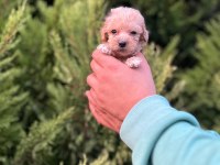 Maltipoo Adrese Teslim, Kapıda Ödeme Yapabilirsiniz