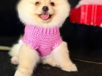 Pomeranian boo 60 günlük