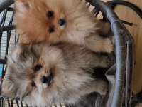 Pomeranian dişi erkek bebek