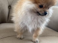 Kahverengi dişi pomeranian boo