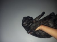 Scottish fold uysal kedimiz