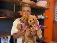 Mükemmel kalitede poodle bebeklerimiz