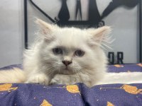 A kalite de blue point british longhair