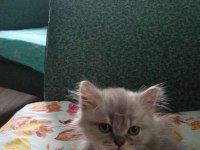 Acil sahiplendirilecek depremzede yavru