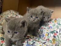 British Shorthair Russian Blue Melezi