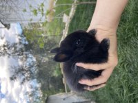 Netherland dwarf cüce tavşan yavruları