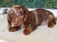 Longhair Merle Dachshund Yavru Köpeğimiz