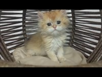 Golden longhair bebekler