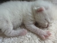 Safkan british shorthair yavrular