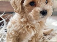 Maltipoo Minikler