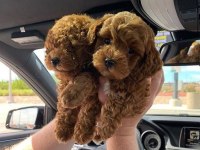 Toy Poodle Yavrular Şehirdışı Gönderilir