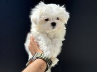 Petmode köpek çiftliğinden tea cup kore maltese