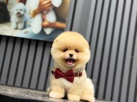Ayıcık Surat Dişi Pomeranian Boo