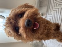 Tatlı Mı Tatlı Toy Poodle Erkek Yavru