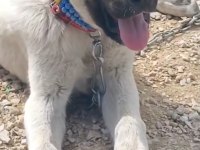 Erkek Anadolu Çoban Köpeği