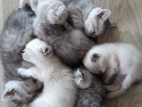 Safkan yavrular british shorthair