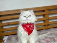 SAHİPLENDİRME BRİTİSH LONGHAİR