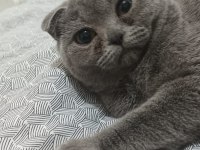 ALTI AYLIK DİŞİ SCOTTİSH FOLD KEDİMİ SAHİPLENDİRİYORUM