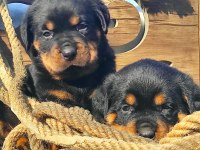 Üst Kalite Rottweiler Yavrularımız