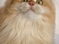 British Longhair Kızımız Ömürlük Yuva Arıyor