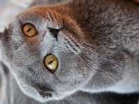 Bakımlı evcil ev kedisi gri dişi scottish fold