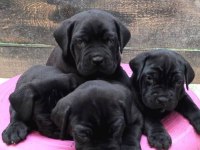 Cane Corso Bebeklerimiz 45-55 Günlük