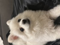 Pomeranian yavrumuz pamuğa yeni aile arıyoruz