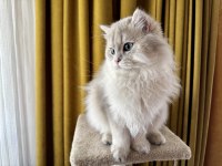 Gri british longhair paşa