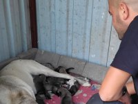 ÜST DÜZEY VASIFLI KANGAL YAVRULARI İZMİR