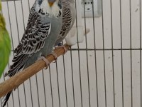 2 ile 5 aylık arasında şov vasıflı kuşlardan