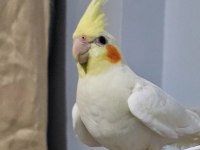 Lutino Sultan Papağanı
