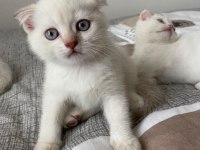 Yeni doğan yavrularımız yuvasını arıyor scottish fold