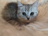 2.5 aylık british shorthair yavrularım