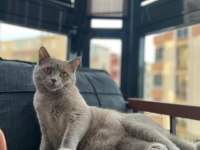 Sahiplendirilecek british shorthair kedimiz