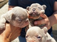 YUMUŞACIK TÜYLER YUMUŞACIK FRENCH BULLDOG PATİLER