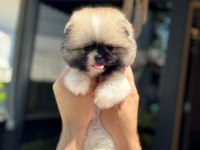 Yavru Pomeranian Boolarımız