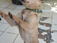 Minik dişi chihuahua