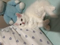 Scottish fold longhair