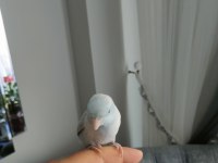 1 yaşında Erkek Forpus papağanı