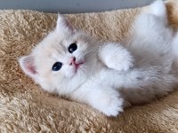 Lilac Golden British Shorthair Dişi Yavru