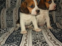 Üst Kalite Beagle Yavruları